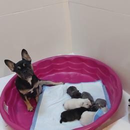 Sandwich - French Bulldog