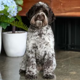 Kisses - Australian Labradoodle