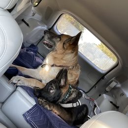 German Shepherd Puppies from JCR Kennels