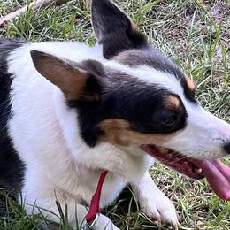 American Corgis, Cardigan Welsh Corgis, and Pembroke Welsh Corgis from Coopers Korner