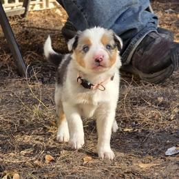 Flurry - Blue merle female Border Collie puppy in Menasha, Wisconsin from Little Rose Retrievers