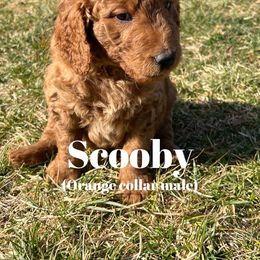 Boy 1 - Goldendoodle puppy in Fredericksburg, Virginia from Penny Doodles VA