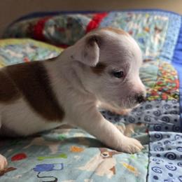 Male 2 - Tan and white male Jack Russell Terrier puppy in Ellendale, Delaware from Reynard Farm