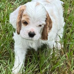 Red-White Male - Red and white male Cocker Spaniel puppy in Beech Island, South Carolina from Mike's Best Friends