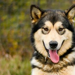 Revere - Alaskan Malamute