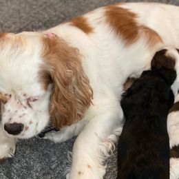 Dolly - Cocker Spaniel