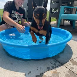 T-Pol - Black and rust female Miniature Pinscher puppy in Lancaster, Missouri from White Stone Ranch
