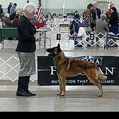 Vader - Belgian Malinois