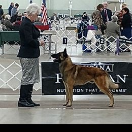 Vader - Belgian Malinois