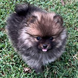 Luke - Wolf sable male Pomeranian puppy in Jefferson City, Missouri from MJ’s Pomeranians