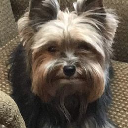 Dorothy - Yorkshire Terrier