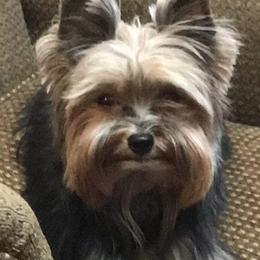 Dorothy - Yorkshire Terrier