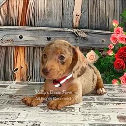 Chocolate and Tan Dapple Male Smooth Red Collar - Chocolate and tan male Dachshund puppy in Cleveland, Tennessee from Kelly's Doxie Farm