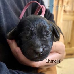 Charlotte - Black female Schnoodle puppy in Sedalia, Missouri from Farmer Brown's Puppies