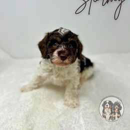 Stormy - Brown and white male Bernedoodle puppy in Owasso, Oklahoma from Kallams Bernedoodles & Bernese Mountain Dogs