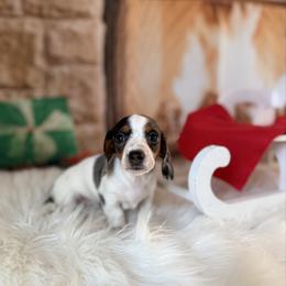 Margery - Dapple female Dachshund puppy in Westport, Kentucky from Lonestar Creek Farm