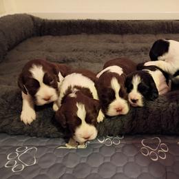 Boy 3 - male English Springer Spaniel puppy in Thompson, Connecticut from Chivalry English Springer Spaniels