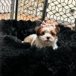 Shih Tzu puppies from Northwest Paws