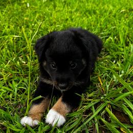 Java - Black tri female Miniature Australian Shepherd puppy in Mount Carmel, Tennessee from Hill Top Mini Aussies