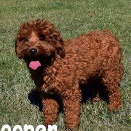 Tropper - Goldendoodle