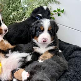Bernese Mountain Dog Puppies from Cocos Puppy Tales