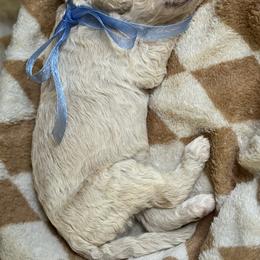Goldendoodle Puppies from Mayberry Doodles and Poodles