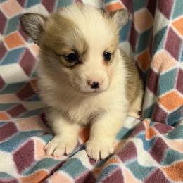 Zuko - Red male Pembroke Welsh Corgi puppy in Azle, Texas from T & K Corgis