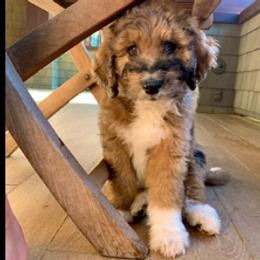 Aussiedoodle and Poodle Puppies from Arena Valley Acres LLC