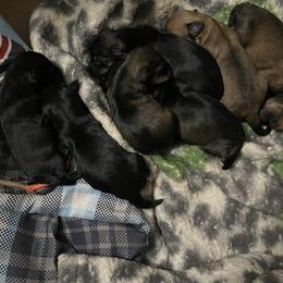 Miniature Schnauzer puppies from Matrix Schnauzers