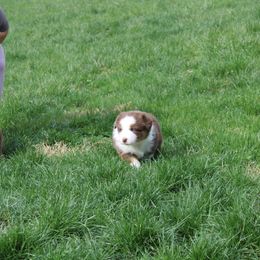 Australian Shepherd Puppies from Starlit Grove Australian Shepherds