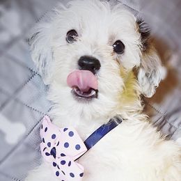 Star - Black and white Bernedoodle puppy in Houston, Texas from Jomelkin Furry Pals