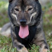 Hokkaidos from Tohoku Nozomi Kennel 東北望み荘