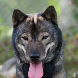 Hokkaidos from Tohoku Nozomi Kennel 東北望み荘