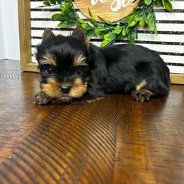 Boy 3 - Black and tan male Yorkshire Terrier puppy in Cornelia, Georgia from Kruz Kennels