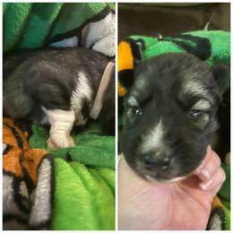 Black or agouti white collar female - Black female Siberian Husky puppy in Wheeling, West Virginia from Powells Huskies