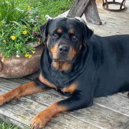 Rottweilers from Lucky Rose Ranch