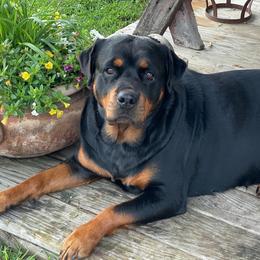 Rottweilers from Lucky Rose Ranch