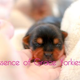 Yorkshire Terrier Puppies from Essence of Grace Yorkies