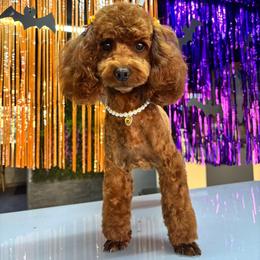 Porsha - Poodle