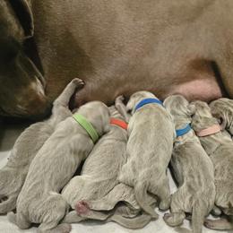 Lt. BLUE Collar - Silver gray male Weimaraner puppy in Indiana from So-IN Weimaraner's