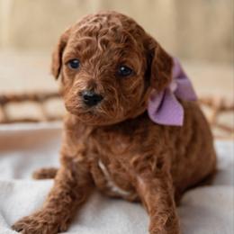 Jazzy - Red  female Goldendoodle puppy in Riverton, Mississippi from Utah Doodlebug