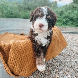 Willow - female Australian Mountain Doodle puppy in Tryon, North Carolina from Melrose Mountain Farm