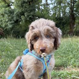 Aussiedoodle, Bordoodle, Goldendoodle, and Poodle Puppies from Korbella Farm