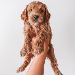 Franklin (Green Collar) - Red  male Goldendoodle puppy in Beaverton, Oregon from Henry Elliots