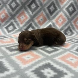 BOY 5 - Chocolate and cream male Dachshund puppy in Hoover, Alabama from Tide Town Doxies