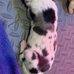 Great Dane Puppies from Charlie Plaza's Great Danes