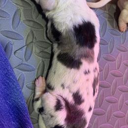 Great Dane Puppies from Charlie Plaza's Great Danes