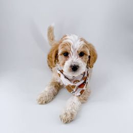Fozzie Bear - Apricot male Goldendoodle puppy in Jamestown, Kentucky from Dreamy Goldendoodles