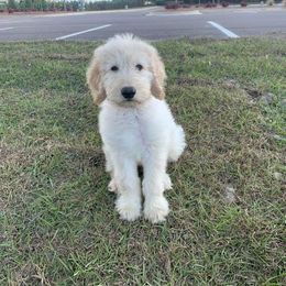 Goldendoodle Puppies from Toneytails Doodles
