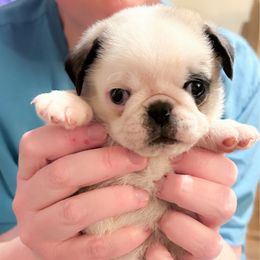 Earl (price lowered) - Fawn male Pug puppy in Morgantown, West Virginia from Groovy Pugs